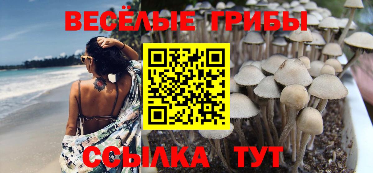 Псилоцибиновые грибы Psilocybe Борисоглебск